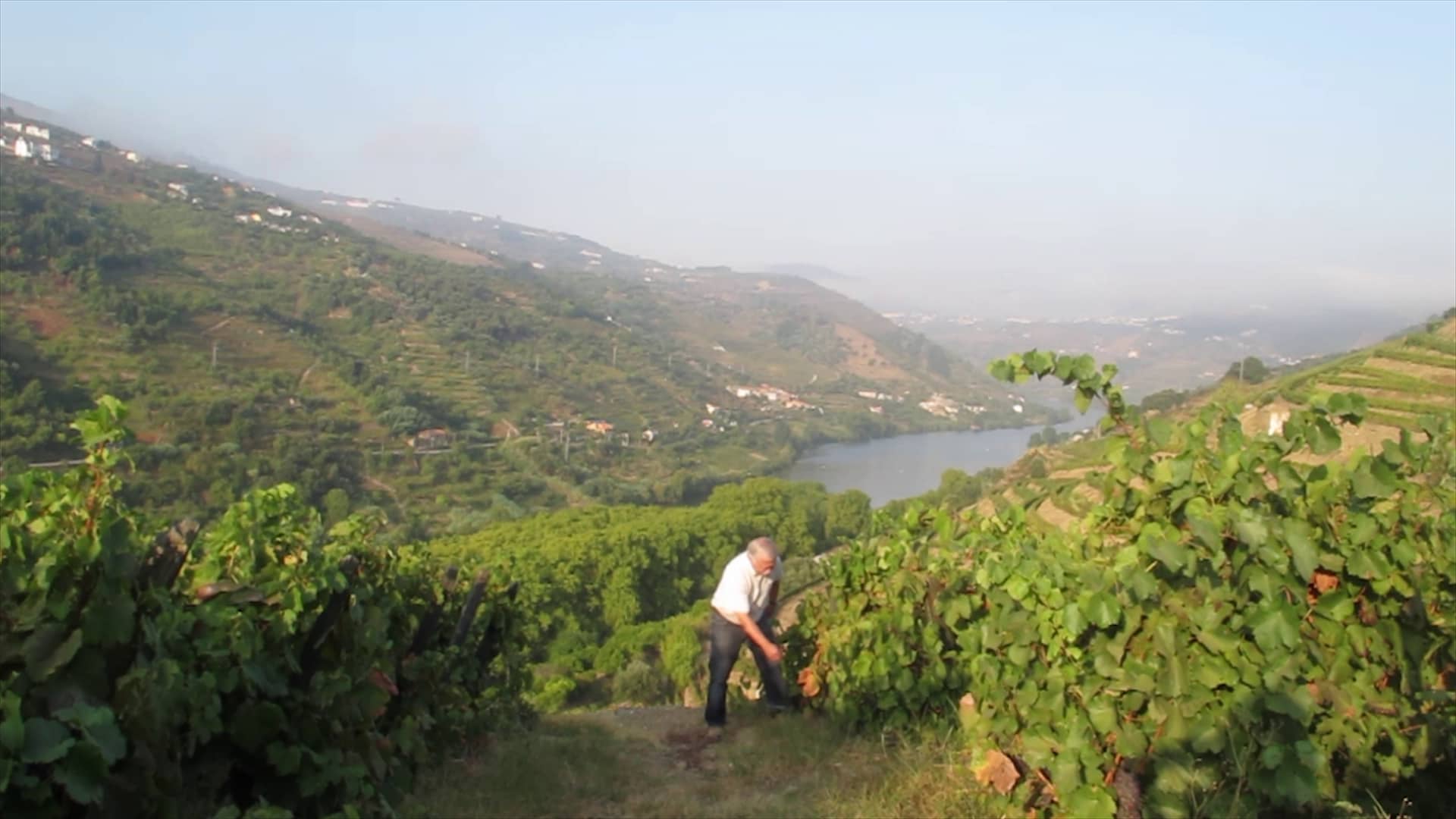 Alves Sousa, Douro wijnkelder